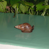 very large snail