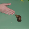 very large snail (Carine's hand, for proportion purpose)