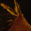 Palm tree from below, golden in the night dim light