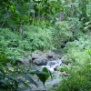 Stream