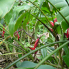 Red flowers