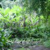 Stream and banana trees