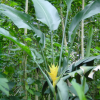 Yellow flower