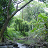 Stream, trees