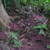 Forest floor covered in pink scattered thin petals