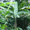 Banana tree