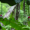 Banana bunch with flower dangling