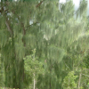 Tree with curtain-like leaves