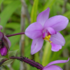 Close-up of a forest orchid