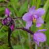 Close-up of a forest orchid