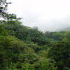 Palm trees patch among forest trees