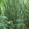 Bamboo patch