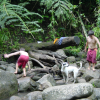 Small boys and their dog boulder hopping