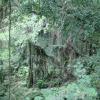 Jungle