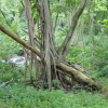 Tree trunk with dangling roots