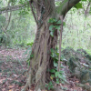 Tree trunk with a straight root