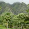 The mountain, clouds and trees below