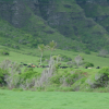 Cows