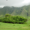 Thick and flat trees
