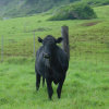 Black cow