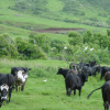 Cows and birds