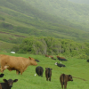 Cows and birds