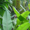 Banana flower