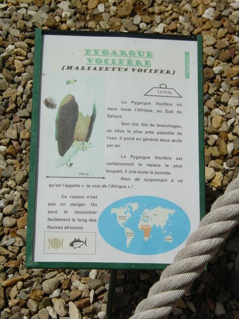 Panneau descriptif de Pygargue vocifere