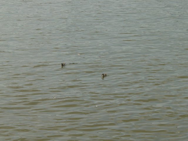 Ducks on the Danube