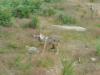 Loups au moment du nourrissage