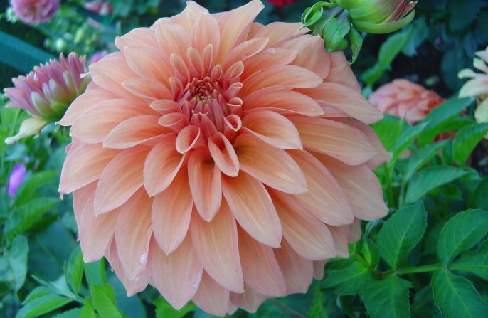 Dahlia