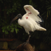 An ibis