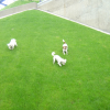 Doggies! (at Bercy)