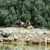 Two ducks by the lake, one extending his foot (do ducks dance?)