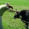 Nico bending forward and petting a cow, Schlossborn, Germany