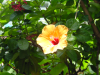 Hibiscus flower, Hawaii, May 2002